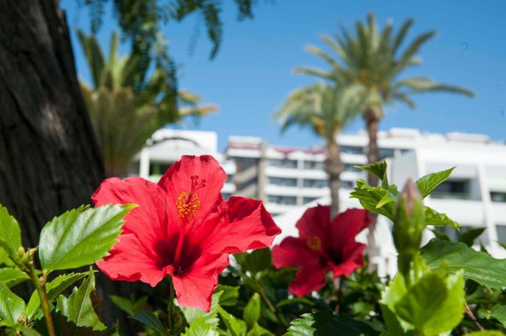 Optimist Las Americas Плая де лас Америкас Екстериор снимка